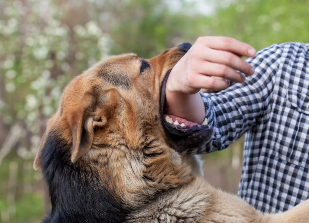 What Are the Statute of Limitations for Dog Bite Claims?