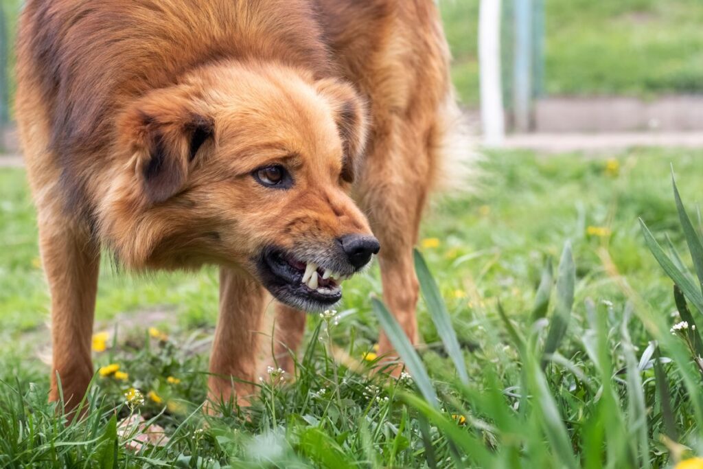 How Can Victims of Dog Bites Pursue Compensation Effectively?