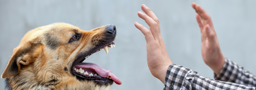 Suing a Texas Landlord for a Dog Bite Caused by a Tenant’s Pet