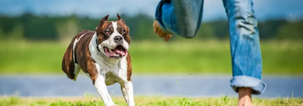 Maximizing Compensation for Scarring and Disfigurement in Texas Dog Bite Cases